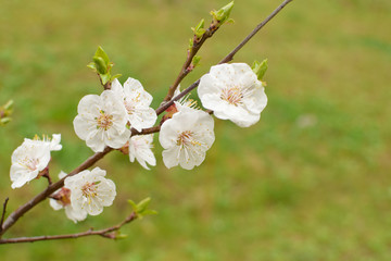 branch with white flowers in spring on a green background