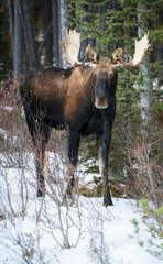 Bull moose in the early winter