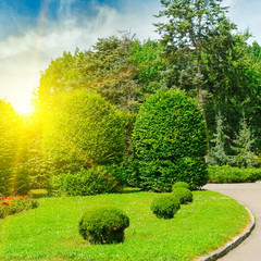 Hedges and ornamental shrub in a summer park. Bright Sunrise.