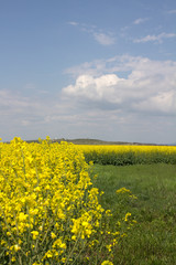 Obraz premium Rape. Yellow flowers bloom in the fields on a clear sunny day.