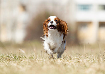 spaniel dog running fast outdoors