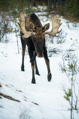 Bull moose in the early winter