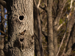 Fototapeta premium Sparrow sits on a tree branch near the hollow and is wary of the situation.