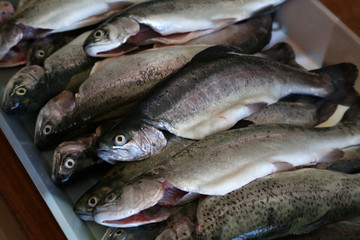 Fresh cleaned trout lay on the table
