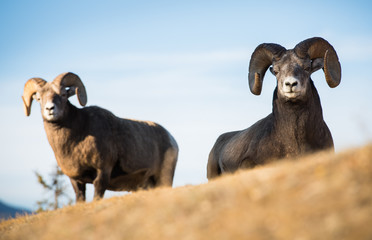 Bighorn ram in the mountains