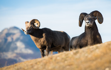 Bighorn ram in the mountains