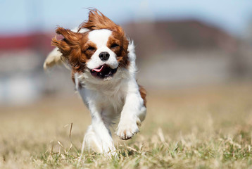 spaniel dog running fast outdoors
