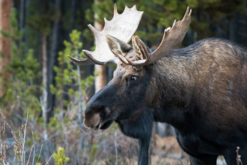 Bull moose in the early winter