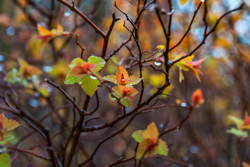 Beautiful flowers after the rain