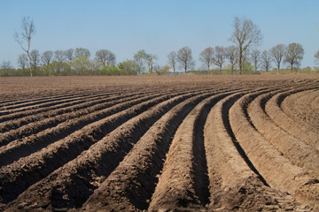 Pattern of curved ridges and furrows in a humic sandy field, prepared for cultivation of potatoes