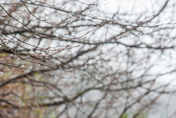 Drops of water on the branches of trees after rain.