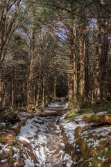 Fototapeta premium Icy Appalachian Trail, hiking trail in the Great Smoky Mountains National Park