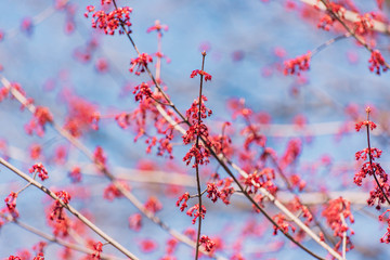 Japanese maple leaves and blue sky in early spring