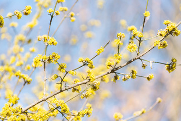 Yellow spicebush flowers in early Spring