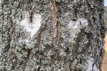 bark of a tree