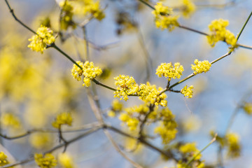 Yellow spicebush flowers in early Spring