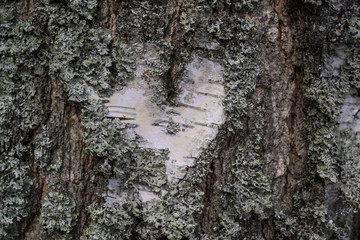 heart of bark