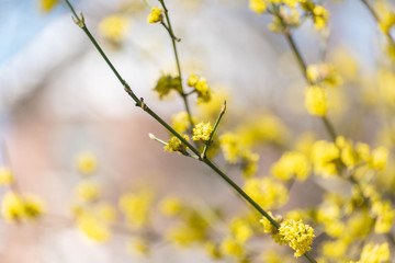Yellow spicebush flowers in early Spring