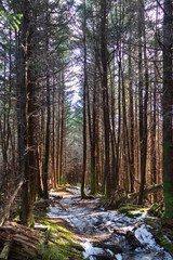 Icy Appalachian Trail, hiking trail in the Great Smoky Mountains National Park