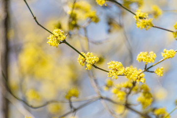 Yellow spicebush flowers in early Spring