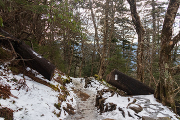 Appalachian Trail way marker on fallen tree in the Great Smoky Mountains National Park
