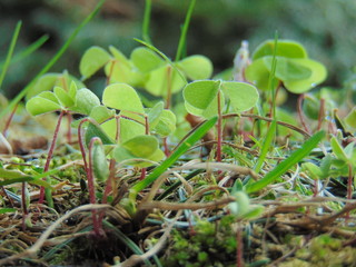 Plants in nature