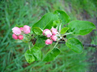 apple tree buds