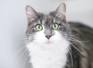 A wide-eyed domestic shorthair cat with a surprised expression
