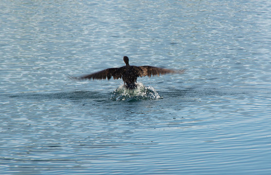 Commorant breaks the water for Flight
