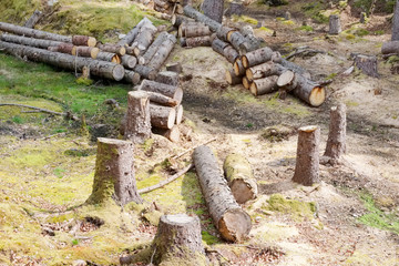 Chopped wood logs for sale use in fire place at home stored on forest woods green biomass energy