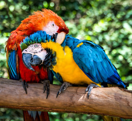 Couple of macaws