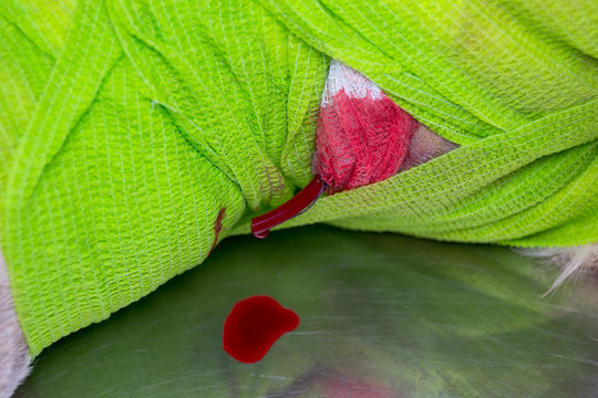 .permeable drainage in a dog bite wound protected with green adhesive bandage and textil bandage
