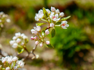 Blooming pear tree