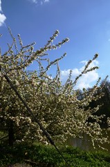 Jardin botanique de Meise (Brabant flamand- Belgique)