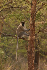 The vervet monkey, or simply vervet, is an Old World monkey of the family Cercopithecidae native to Africa. An exotic mammal species in its natural environment.