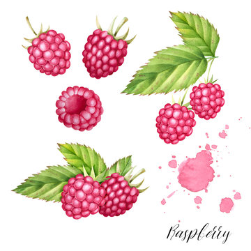 Hand drawn  set  of raspberries with leaves. Isolated watercolor berry illustration.