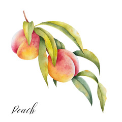 Hand drawn illustration of peaches on a branch with leaves. Watercolor isolated farm fresh fruit.