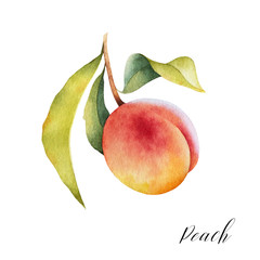 Hand drawn illustration of peach on a branch with leaves. Watercolor isolated farm fresh fruit.