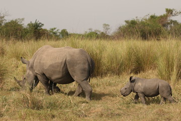 Fototapeta premium Southern white rhino in savanna grassland in Uganda. A rare species poached for its horns. Female with very young calf on a close up picture.