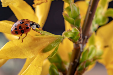 Ladybug on a twig of a fruit tree. A useful insect on a twig of a fruit tree in the garden.