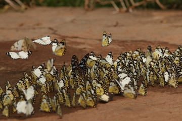 The African common white or African caper, a colorful butterfly species occurring in Africa. Plenty of individuals drinking water from a puddle.
