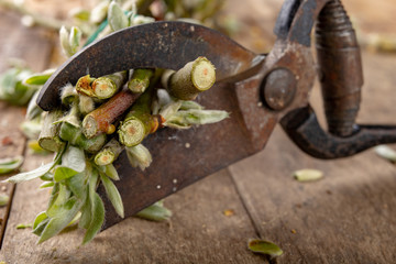 Pruning shears for cutting bushes and twigs of trees on a wooden table. Trimming bushes in the spring.