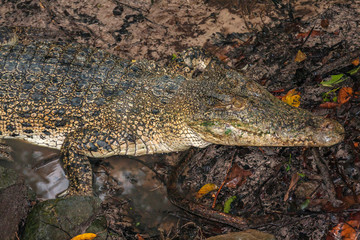 The saltwater crocodile (Crocodylus porosus) is a crocodilian native to saltwater habitats and brackish wetlands from India's east coast across Southe