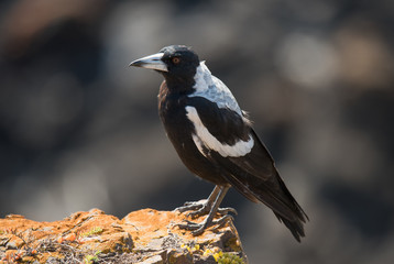 Obraz premium Australian Magpie