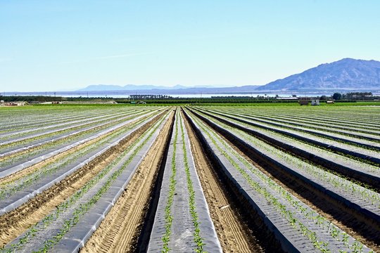 rows in agricultural field