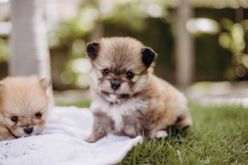 spitz puppy lulu pomeranian german dog