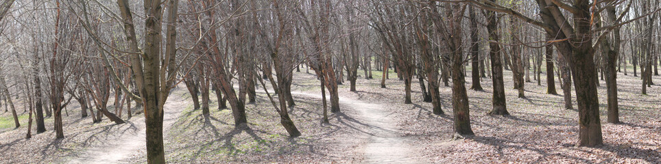 Panoramic view of early spring park with Manchurian cherry (Prunus maackii) trees and pathway. Minsk, Belarus
