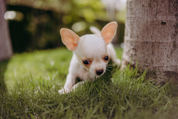 chihuahua puppy in grass