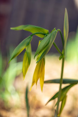 Yellow bellwort flowers in early Spring