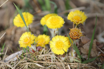 Yellow flowers of Tussilago farfara or coltsfoot in early spring, Belarus